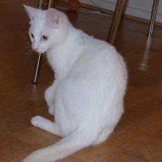 Blanding af racer Candy