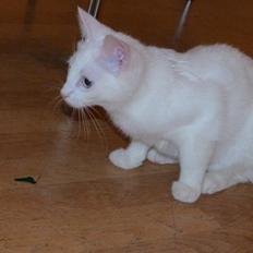 Blanding af racer Candy