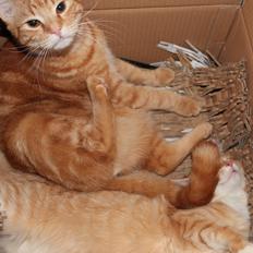 Maine Coon Hannah/Mini/Lillemis