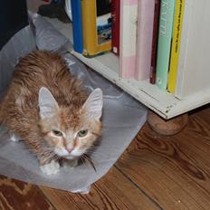 Maine Coon Hannah/Mini/Lillemis