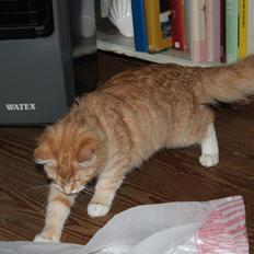 Maine Coon Hannah/Mini/Lillemis