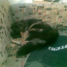 Blanding af racer Sambuka