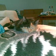 Blanding af racer Sambuka