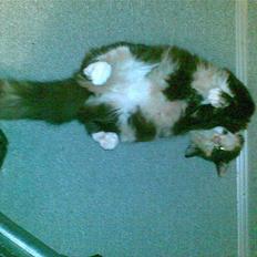 Blanding af racer Sambuka