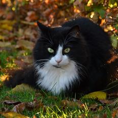 Blanding af racer » Silke <3