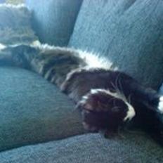 Blanding af racer Aske