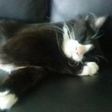 Blanding af racer Aske