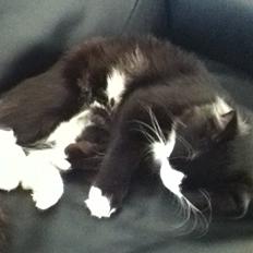 Blanding af racer Aske