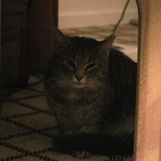 Blanding af racer Zazu :b