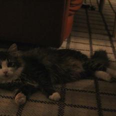 Blanding af racer Mikado