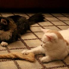 Blanding af racer Mikado