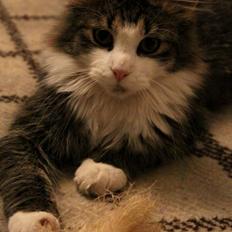 Blanding af racer Mikado