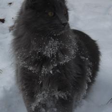 Maine Coon Chado Chazz Van R & S 14/4