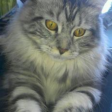 Maine Coon chili