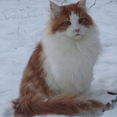 Maine Coon IC DK Bjørnholts Cosimo 9/6