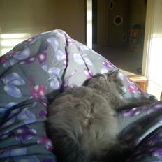 Sibirisk Kat Olfert (Meldgaards Cadek)