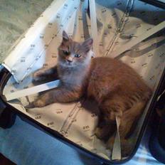 Sibirisk Kat Olfert (Meldgaards Cadek)