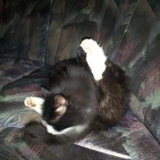 Maine Coon Mini Von Moeskjær