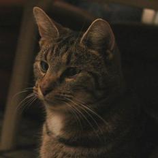 Blanding af racer Samson