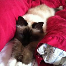 Hellig Birma Blansskovvejs Dusty (Diva)