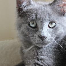 Blanding af racer Xilver