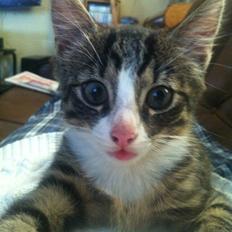 Huskat Felix