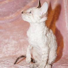 Cornish Rex DK Felis-Schwencke Daisy