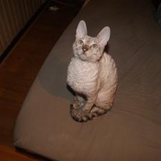 Cornish Rex DK Felis-Schwencke Daisy