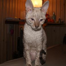 Cornish Rex DK Felis-Schwencke Daisy