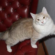 Norsk Skovkat Høgerstedets Medussa