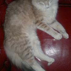 Norsk Skovkat Høgerstedets Medussa