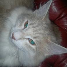 Norsk Skovkat Høgerstedets Medussa