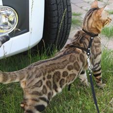 Bengal Perfect