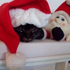 Maine Coon Razor/ mush