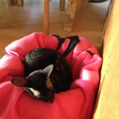 Cornish Rex Donna
