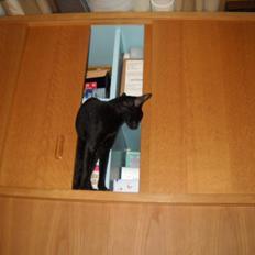 Cornish Rex Donna