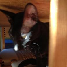 Cornish Rex Donna