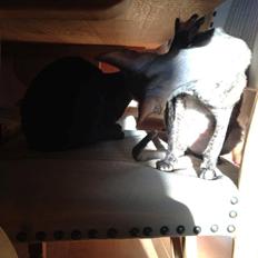 Cornish Rex Diva