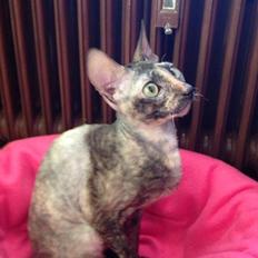 Cornish Rex Diva