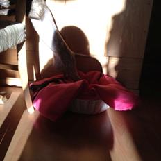 Cornish Rex Diva