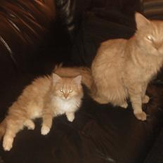 Blanding af racer Elvira