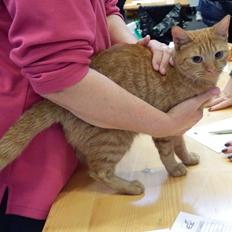 Europé IC. DK*Boholdt Super Karla