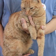 Europé IC. DK*Boholdt Super Karla