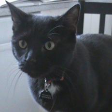 Blanding af racer Hvalborg