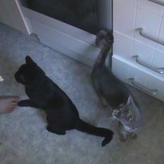 Blanding af racer Hvalborg