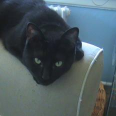 Blanding af racer Hvalborg