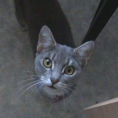 Blanding af racer Kitty