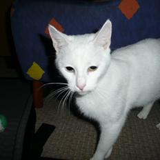 Blanding af racer Athena