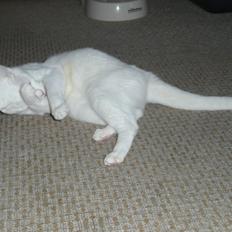 Blanding af racer Athena