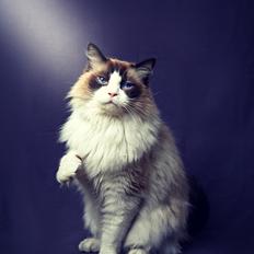 Ragdoll Albert